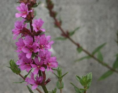 花散歩 ほっと待以夢