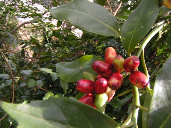 赤い実をつける木