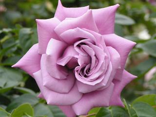 紫 青系の薔薇