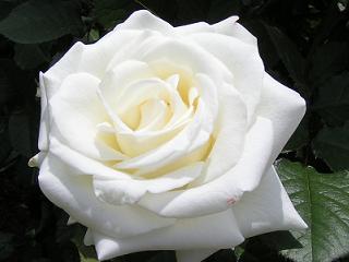 白・緑系の薔薇