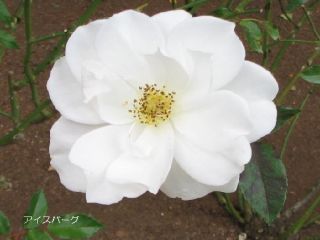 白 緑系の薔薇