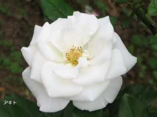 白 緑系の薔薇